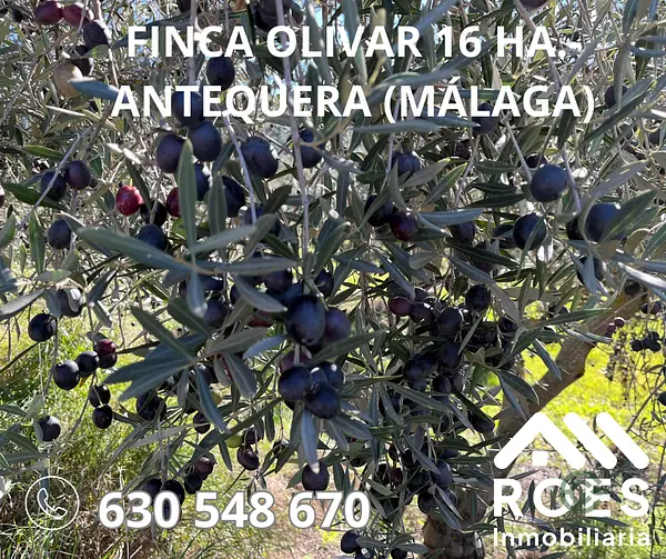 Finca agrícola de 16 ha en venta en Málaga