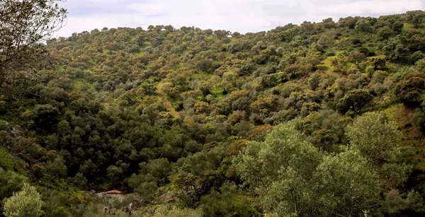 Finca rústica de 500 ha en venta en Sevilla