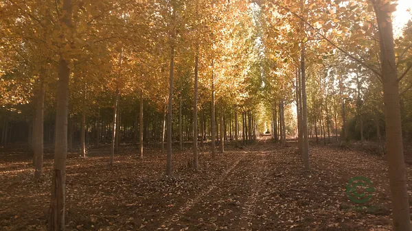 Spot image