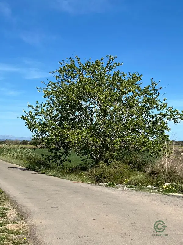 Spot image