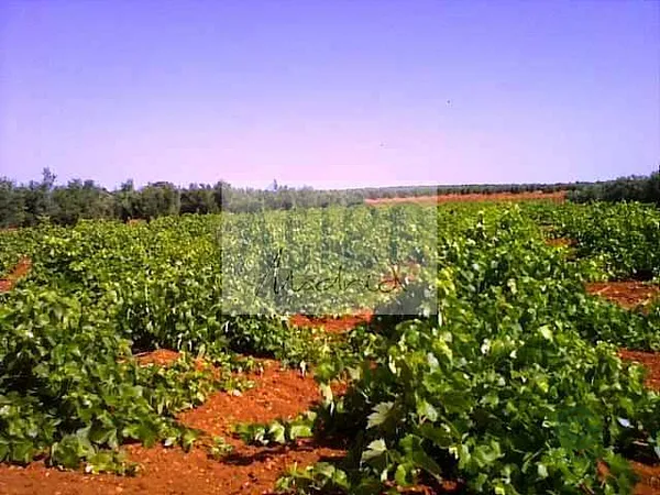 Finca agrícola de 30 ha en venta en Cózar, Ciudad real