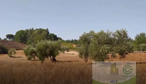 Spot image