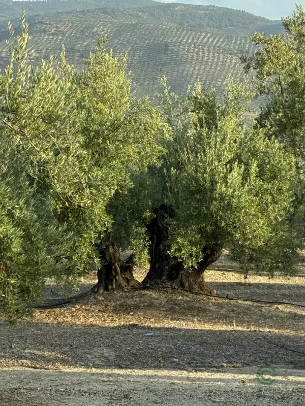 Spot image