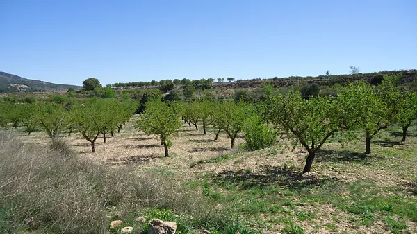 Finca agrícola de 0,77 ha en venta en Murcia