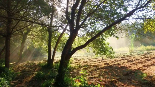 Finca de recreo de 0,15 ha en venta en Bueu, Pontevedra