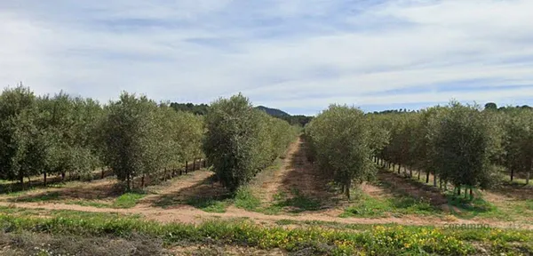 Spot image