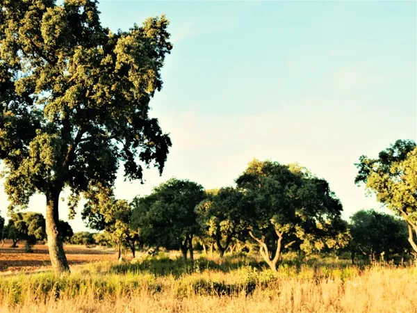Finca rústica de 300 ha en venta en Madrid