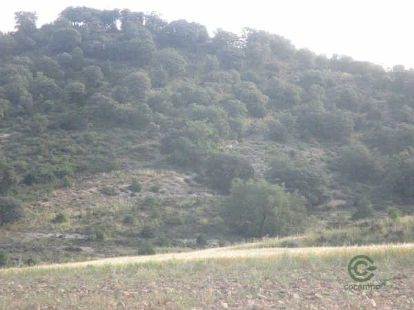 Spot image
