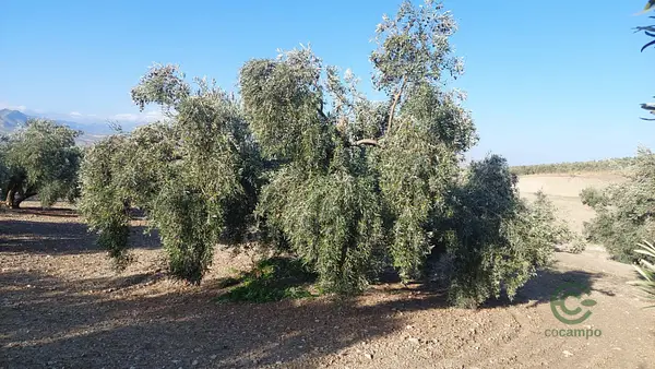 Spot image