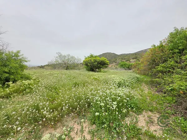 Spot image