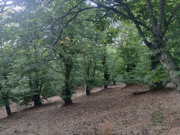 Finca rústica de 1,28 ha en venta en Aracena, Huelva