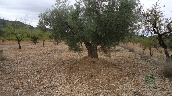 Spot image