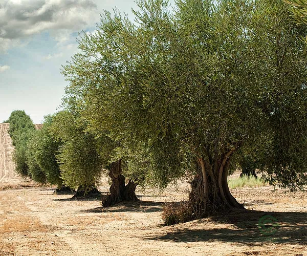 Agricultural property of 25 ha for sale in Badajoz