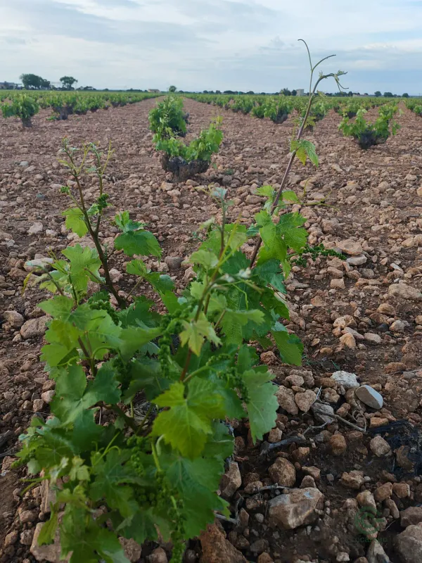 Finca agrícola de 4,85 ha en venta en Albacete