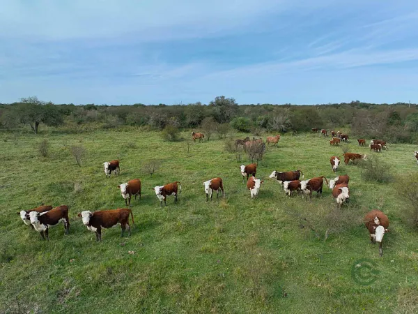 Finca ganadera de 2499 ha en venta en Corrientes