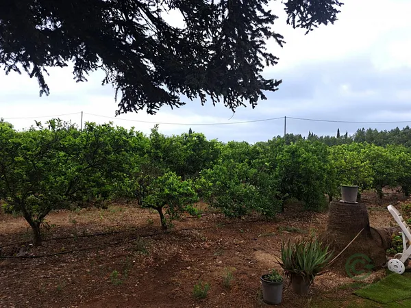 Finca agrícola de 0,85 ha en venta en Vinaros, Castellon