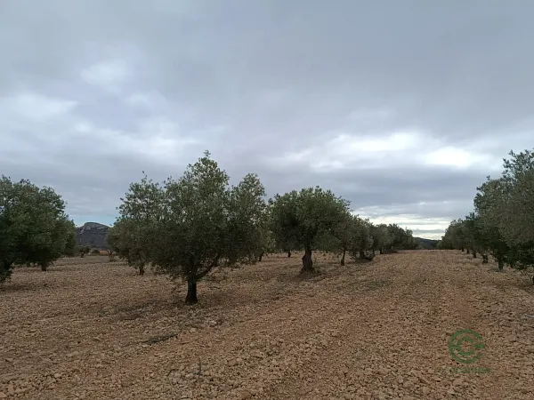 Spot image
