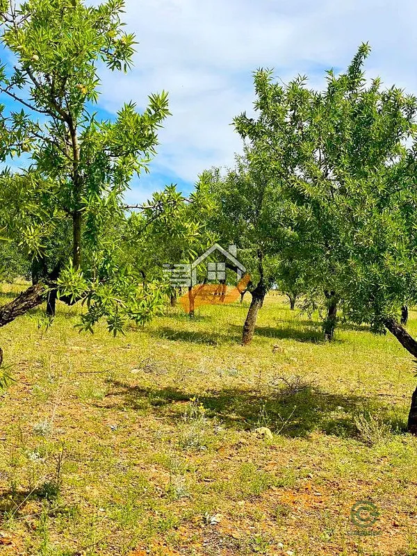 Spot image