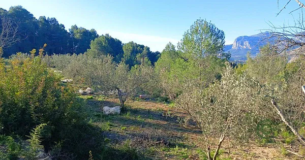 Finca rústica de 0,9 ha en venta en Bolulla, Alicante