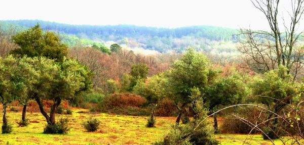 Finca rústica de 700 ha en venta en Cáceres