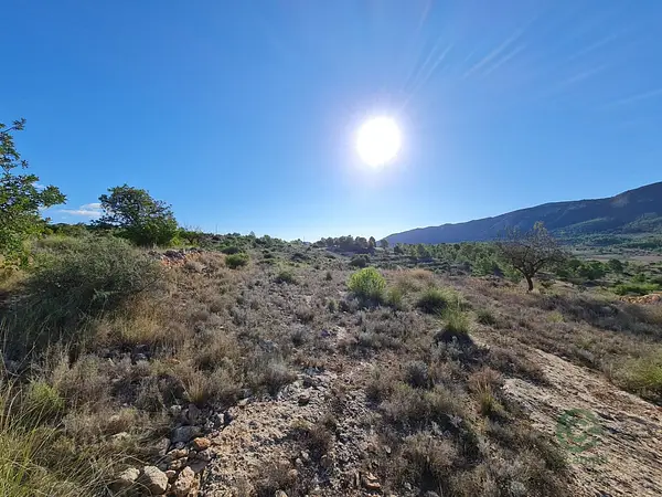 Spot image