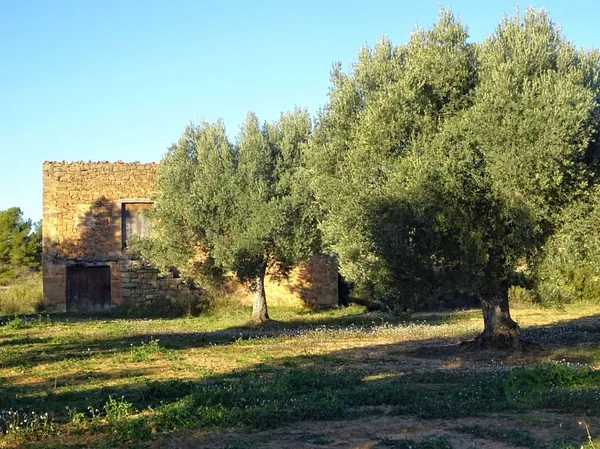 Spot image