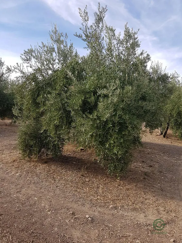 Spot image
