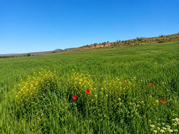 Finca rústica de 172 ha en venta en Albacete
