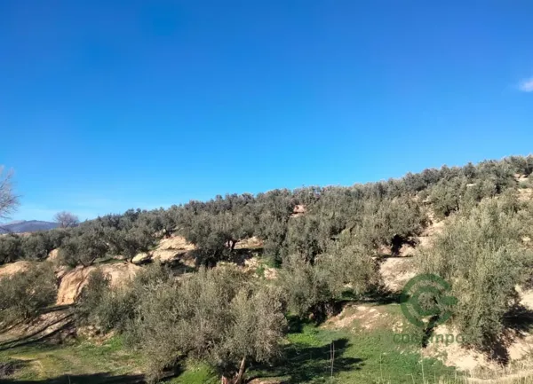 Spot image