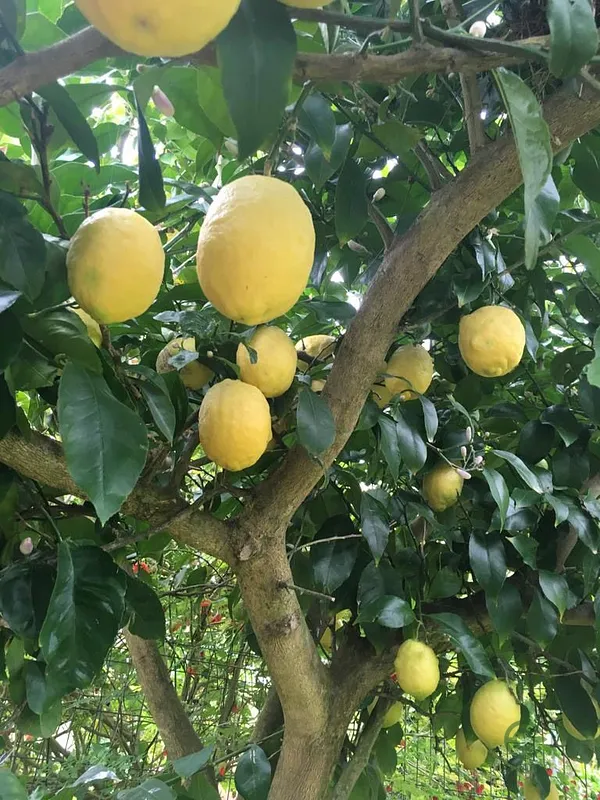 Finca rústica de 2,5 ha en venta en Asturias