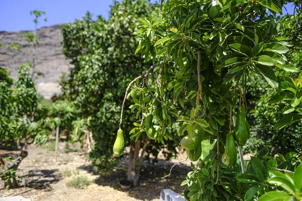 Finca agrícola de 8,47 ha en venta en Guadiaro, Cadiz