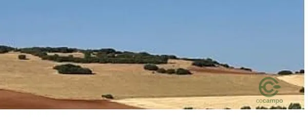 Spot image