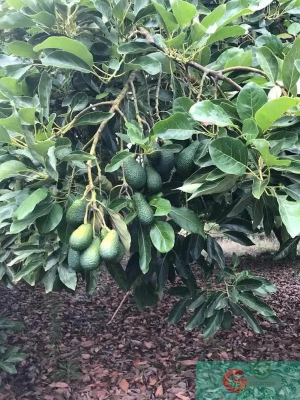 Spot image