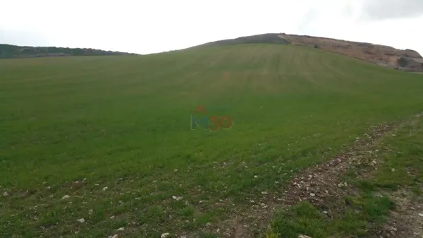 Spot image