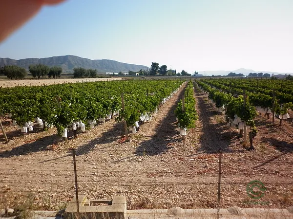 Finca agrícola de 0,6318 ha en venta en Novelda, Alicante