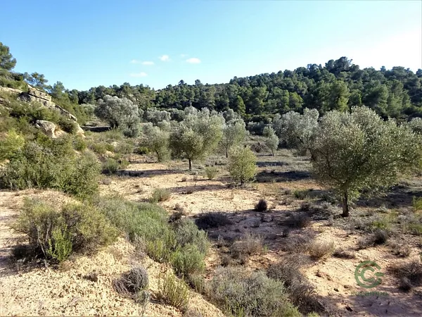 Finca rústica de 1,98 ha en venta en Maella, Zaragoza