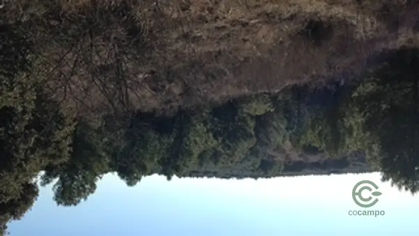 Finca forestal de 22 ha en venta en Guadalajara