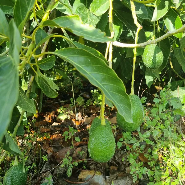 Finca agrícola de 1,7 ha en venta en Málaga