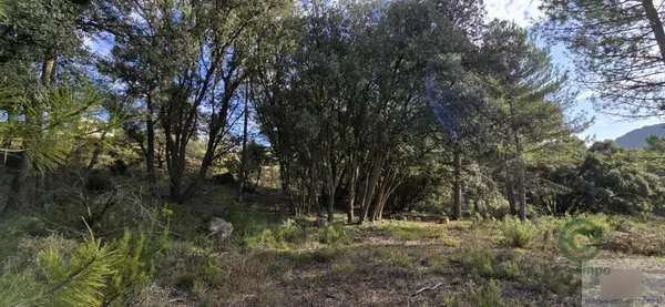Spot image