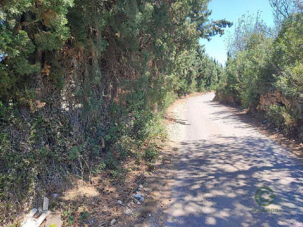 Finca rústica de 2,9 ha en venta en Turís, Valencia