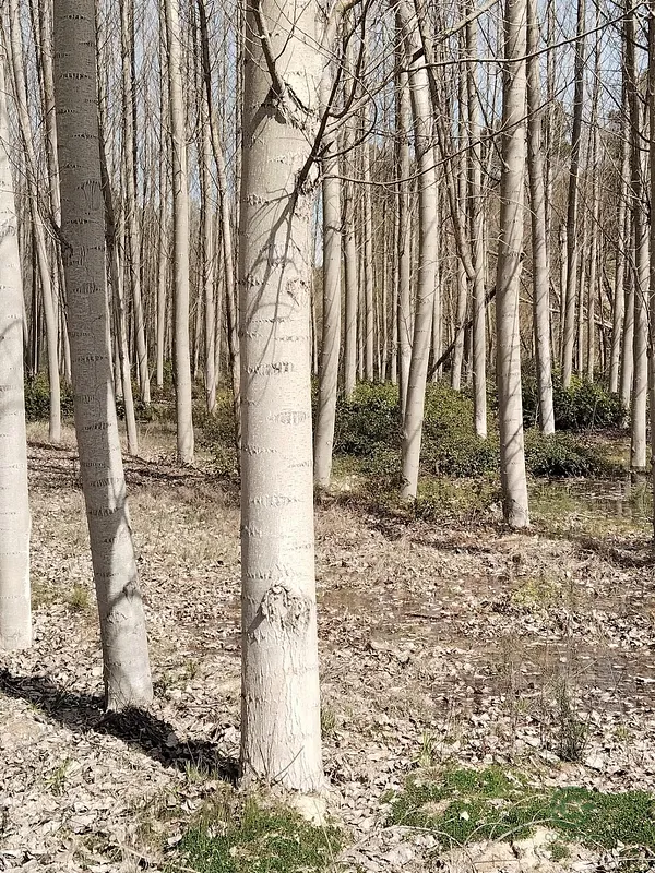 Spot image