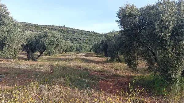 Finca agrícola de 3,99 ha en venta en Jaén