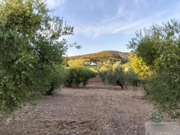 Finca agrícola de 5,5 ha en venta en Puerto serrano, Cádiz