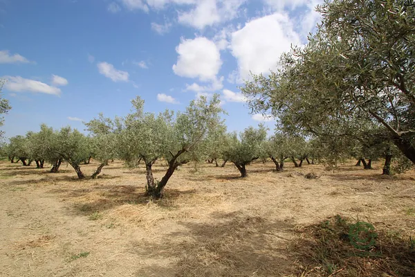 Finca agrícola de 0,2867 ha en venta en Las gabias, Granada