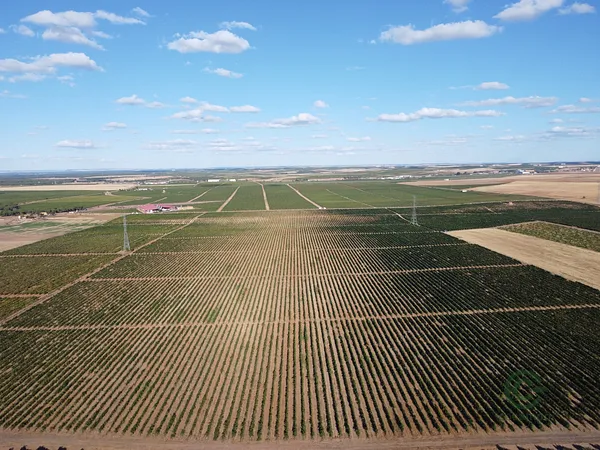 Finca agrícola de 42,4073 ha en venta en Rueda, Valladolid