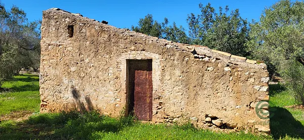 Spot image