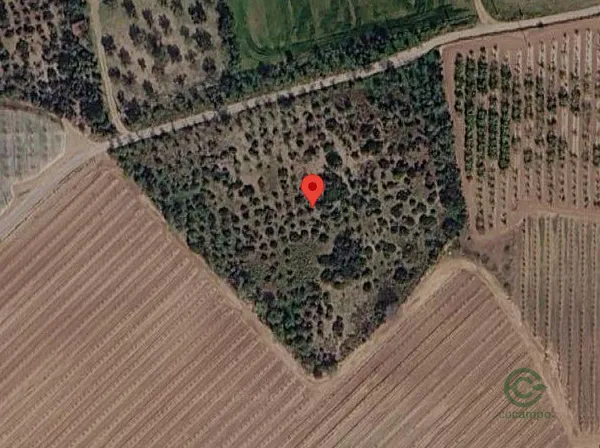 Spot image