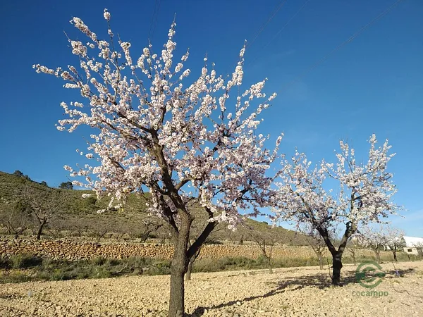 Finca rústica de 1,2 ha en venta en Hondon de las nieves, Alicante