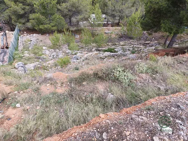 Spot image