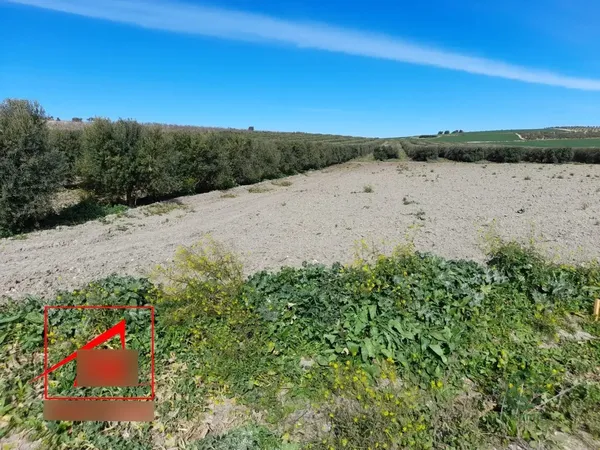Spot image